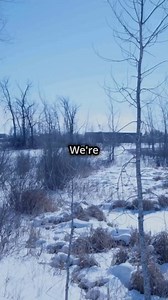Regular water testing (even in winter!) to monitor pH, ammonia, nitrite, and nitrate levels and taking corrective action when necessary means you can ensure a healthy and balanced pond environment throughout the winter months.. Learn more at NualgiPonds.com #ponds #koipond #koi | Nualgi Ponds