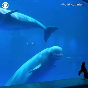 777K views · 26K reactions | WHALE HELLO THERE: Penguins got the chance to meet Beluga whales on a recent trip through the Shedd Aquarium. Belugas are native to the northern hemisphere, so they would likely never encounter a penguin in the wild, as all penguin species are found in the southern hemisphere. The latest penguin field trip seemed just as enriching for the belugas as it was for the birds. | CBS News | Facebook