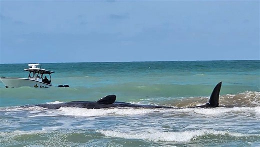 Are sperm whales common in Florida? What we know about the viral beached whale