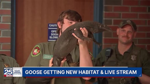 Goose’s new gig: Animal sanctuary reveals new setup for infamous Webster water monitor