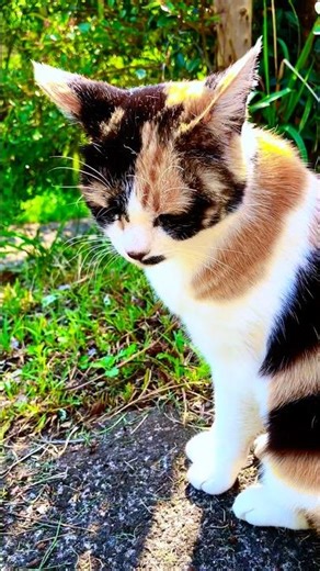 Six cats who love playing outside! #RescueCat #LifeWithCats #richardharris