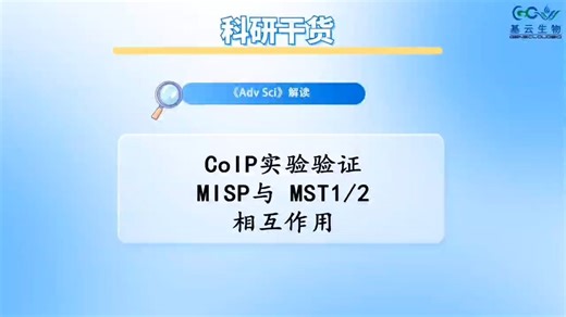 如何验证MISP与 MST1/2 存在相互作用