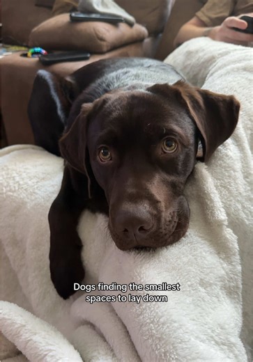Chocolate Lab Puppy Finds Tiny Spots to Relax