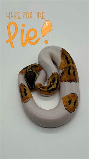Matthew Lee on Instagram: "Here for the “PIE”d #ballpython #ballpythonsofinstagram #ballpythonmorph #ballpythonbreeder #pythonregius #reptile #snake #python #pet #mlexotics #morphmarket #royalpython #exoticpets #arscaging #herps #snakes"