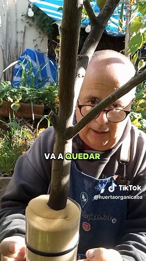 Control de Hormigas en Cítricos de Manera Eficaz