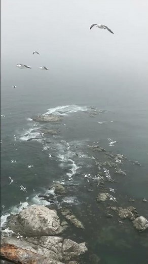SEAGULL - BAD COMPANY