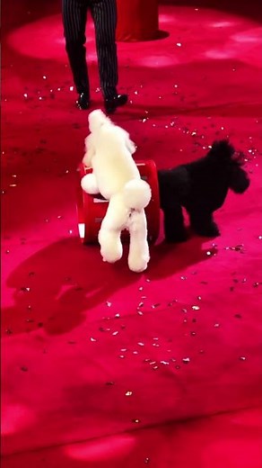 Funny Poodle Tricks at the Circus! 🐩🎉 Smart Dogs Make Kids Laugh!