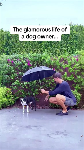 Love Them Regardless ❤️ People think having dogs is all cuddles and cute photos. In reality it’s falling off the bed, cleaning up mysterious messes, finding dog hair in everything you own, and somehow ending up with two dogs taking up 95% of the mattress. Life with Ash & Bowser might be chaotic, but honestly… I wouldn’t trade it for anything. For fans of funny dog videos, Boston Terrier chaos, and relatable dog owner moments. . . #hilarious #petsoftiktok #dog #meme #dogtok