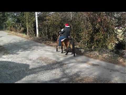Bay Saddle Pony Riding Double
