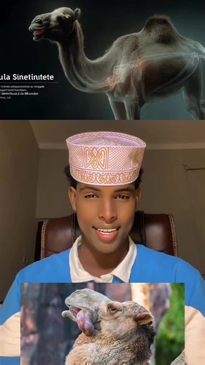 Understanding Camel Behavior Through Science