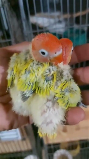 green euwing opa dilute🦜💚❤️💛 #africanlovebirds #kaproject #napsjminiaviary #napsjchannel