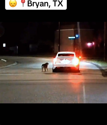 📌 E 29th St at Briar Oaks Dr in Bryan. The person who sent this said the dog ran off after the car drove away. #Texas #BryanTX