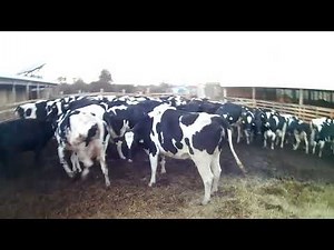 Loading 4 Bulls And 29 Cows And I Explain How I Figure Out How Many Head To Load