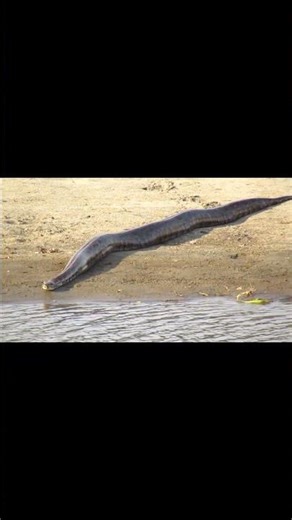 Huge Python Spotted at Kaziranga Riverbank | Kaziranga Vibes #shorts