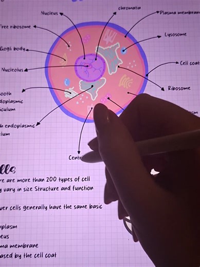 Biology Revision Tips and Aesthetic Notes