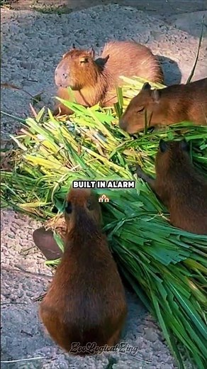 Capybara's scream?!