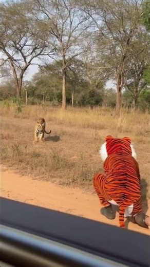 That man Scared the Tiger Funny animals Moments.