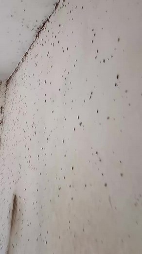 Effective Pest Control for Cockroach Infestations