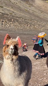 This is Vinicunca 😱 🌈 Fall in love with this unique Mountain that has all you need for an adventurous time. 😍 ⛰️Picturesque landscapes you’ll never forget. ❤️Friendly locals & unique history. 🦙Alpacas and Llamas. Tag the person that needs to visit Vinicunca with you!👇 | Altitude Peru