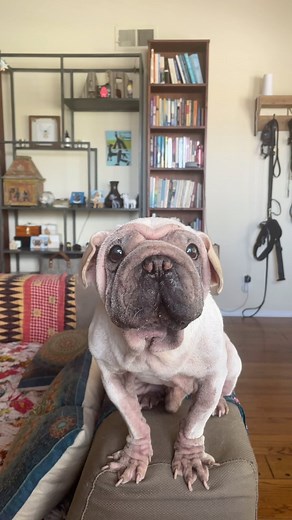 281K views · 1.3K reactions | Today on the Tasting Room with Chubby Chibby Chops, Mork tries vegan gouda cheese.  And he’s still looking a bit pink because skin allergies playing up! He’s getting frequent baths right now and looking into new supplements as I prefer to treat holistically. #chubbychibbychops #snacks #vegan #dogmom #dogsofinstagram #cutedog | morkskywalker | Facebook
