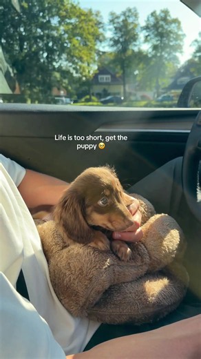 Adorable Dachshund Puppy Moments — Life Is Too Short, Get the Puppy