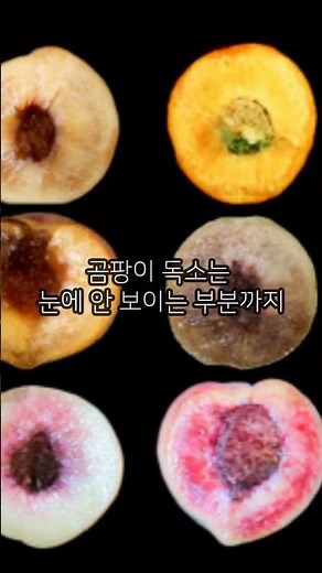 무른 복숭아, 부분 곰팡이? 잘라내면 먹어도 될까? 🍑