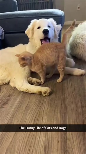 The Funny Life of Cats and Dogs