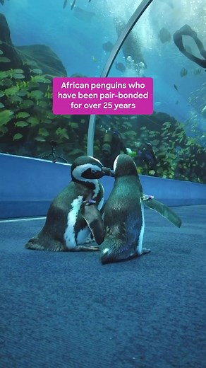 Heartwarming Penguin Love Story at Georgia Aquarium