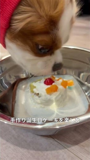 キャバリア3歳の誕生日ケーキを楽しむ
