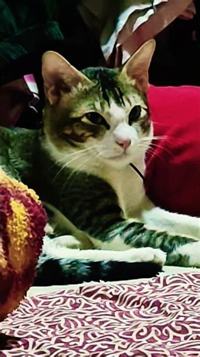 cover by Bongo cat#funnyanimal #entertaininganimals#funnycat #catblogger #happycat #lovelycat#mycat.