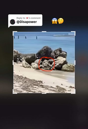 Exploring the Amazing World of Starfish