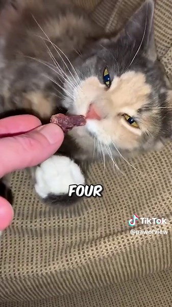 Best Meats for Your Cat's Health and Happiness