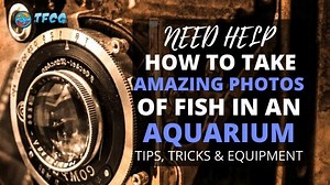 How To Take Photos Of Fish? Aquarium Photography [Tips & Tricks] 2025