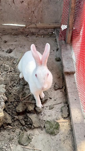 I made a house for the rabbit out of a bucket #shorts #rabbit