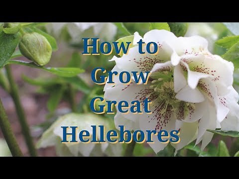 How to Grow Great Hellebores