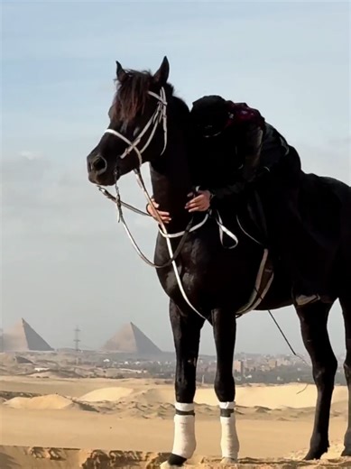 black in black 🖤🖤🖤 @Seif 🗡Amr 🦁 @Elmohareb_Ride 🥷🏻⚔️🦅 #horses #explore #lovestory #black #arabian