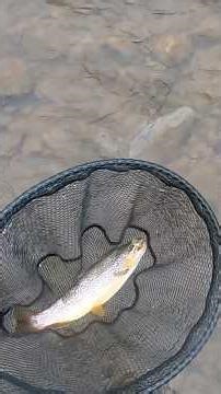 Beautiful Wild Brown Trout! #fishing #troutfishing #wildbrowntrout #trout #troutbum #mepps