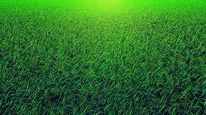 Green grass, close up loop video - Free Stock Video