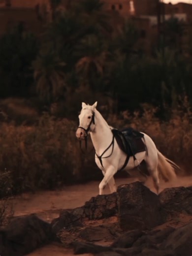 Exploring the Bond Between Horses and Humans