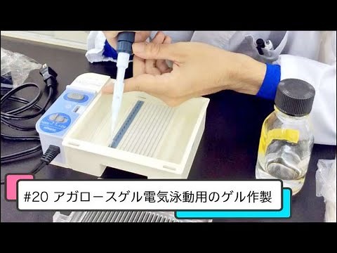 【おうちで学ぶ東京バイオ】♯20 アガロースゲル電気泳動のゲル作製