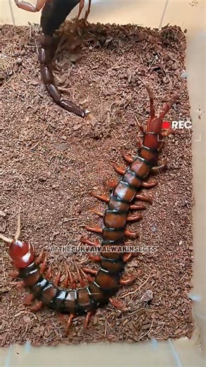 When giants of the underworld collide 🦂🔥 This is no ordinary battle — it’s pure survival. Who do you think wins this brutal showdown? 👀💥 💬 Comment your guess below! #thesurvaivalwarinsects #wildlife #insect #Survival | The Survival war Insects