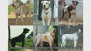Best Food for Your Bully Kutta Dog: A Complete Guide