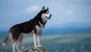 Los Verdaderos Tipos de Husky Siberiano [ Fotos] - Colores, Ojos, Pelaje