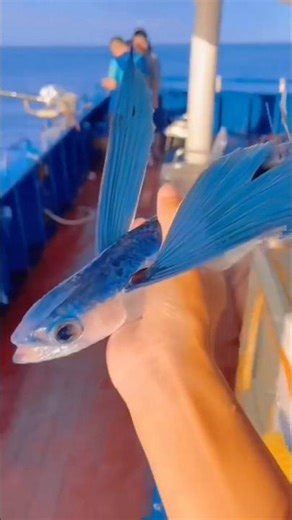 Real flying fish 🐠