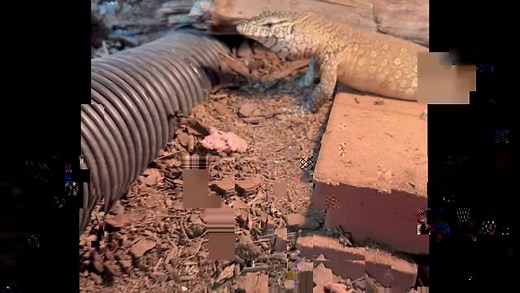 2.3K views · 16K reactions | The eastern glass lizard at first glance may appear to be a snake however the opening in the side of the head (ear) is a dead giveaway that it’s not actually a snake. Glass lizards get their name because of how easy they can be “shattered” in the sense they break their tail super easy. Unlike snakes their jaws are not stretchy and therefore they consume smaller prey. * * * #explore #explorepage #lizard #reptile #gatorboysouth | Donovan Lindo | Facebook