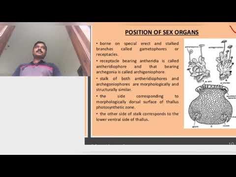 Marchantia sexual reproduction and Sporophyte structure