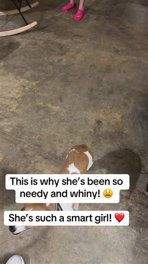 Understanding Your Jack Russell Terrier's Behavior