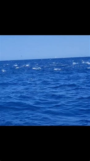 Game Fishing Hurghada on Instagram: "The sea was boiling. Skipjack Tuna in full frenzy exploding on the surface. 14 fish landed in record time Precision, teamwork, and pure adrenaline 👌👌 #tunafrenzy #RedSeaFishing #fishing"