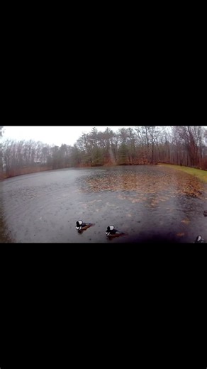 A little rain doesn’t stop these geese 🪿 (or ducks? 🦆 bird experts, we need you here) from having a good time. Rain or shine, our weather-resistant cameras have you covered. ☔ Seriously though, does anyone know what kind of bird this is? Let us know in the comments! #blink #blinkmoments #blinkbirds #birdwatching #birds #birdsofinstagram | Blink