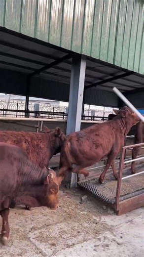 Limousin Cattle – Strong & Profitable Farming Choice 🐄💰#CattleFarming #BeefCattle